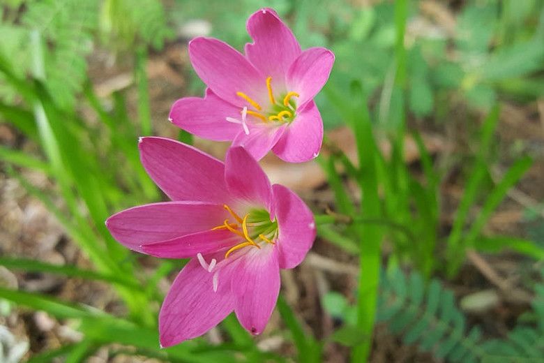 Zephyranthes rosea (Rain Lily)