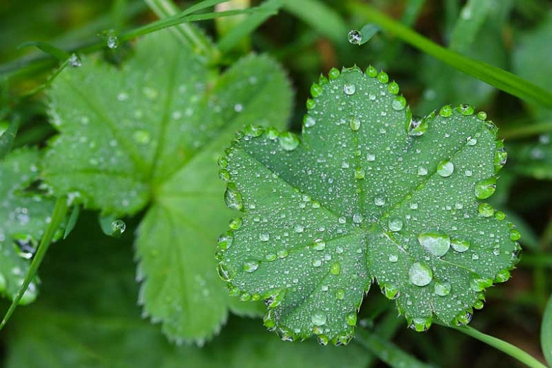 Alchemilla erythropoda (Dwarf Ladys Mantle)