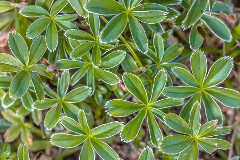 Alchemilla alpina (Alpine Ladys Mantle)