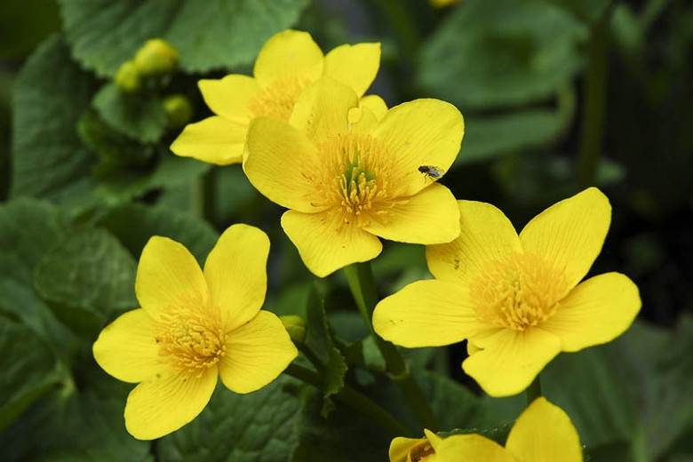 Caltha palustris (Marsh Marigold)