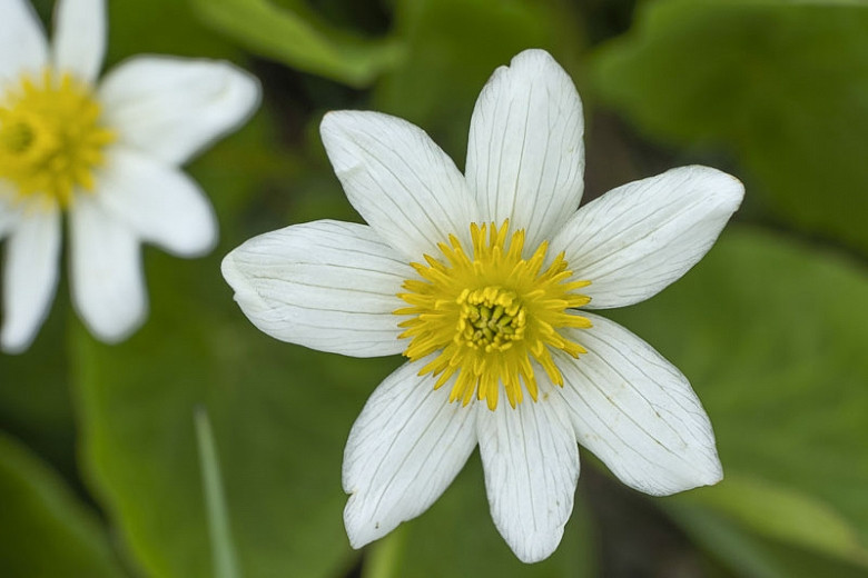 Caltha leptosepala (Western Marsh Marigold)