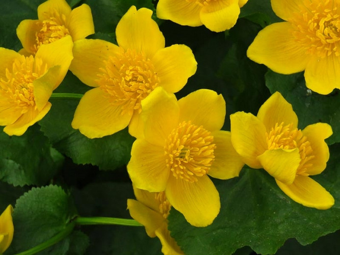 Caltha polypetala (Giant Marsh Marigold)