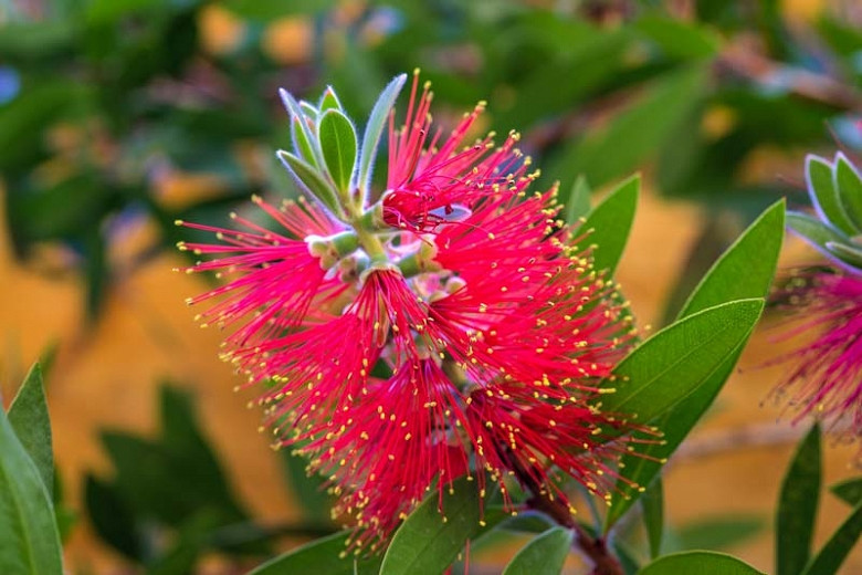 Callistemon citrinus Splendens (Crimson Bottlebrush)