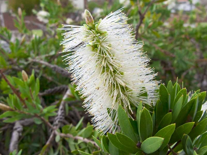 Callistemon pallidus (Lemon Bottlebrush)