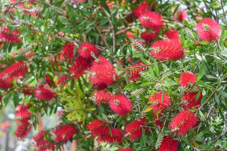 Callistemon citrinus (Crimson Bottlebrush)