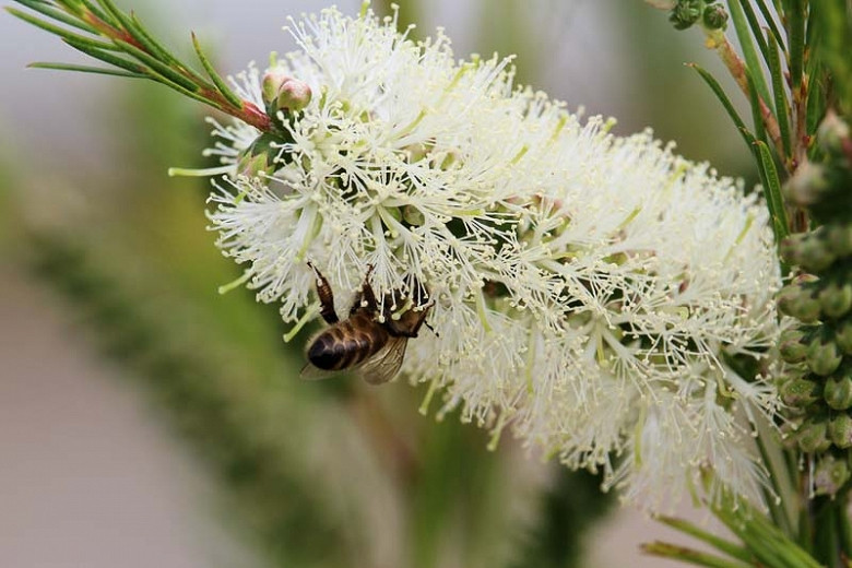 Callistemon salignus (White Bottlebrush)