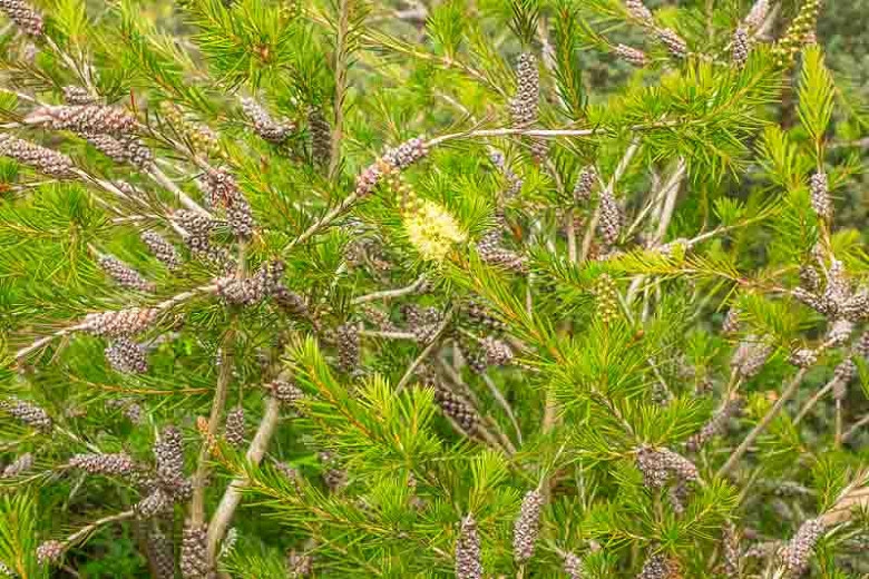 Callistemon sieberi (Alpine Bottlebrush)