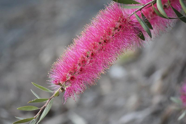 Callistemon citrinus Mauve Mist (Crimson Bottlebrush)