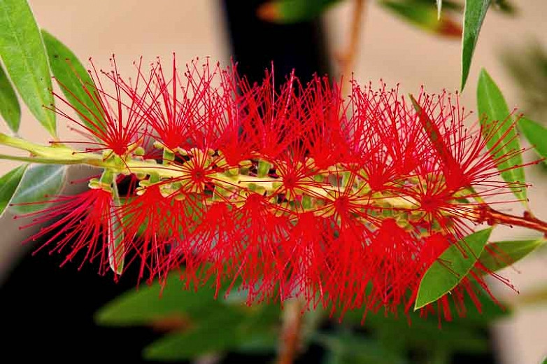 Callistemon viminalis Captain Cook (Bottlebrush)