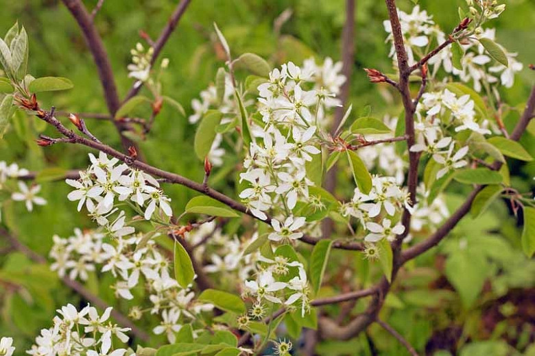 Amelanchier canadensis (Canadian Serviceberry)