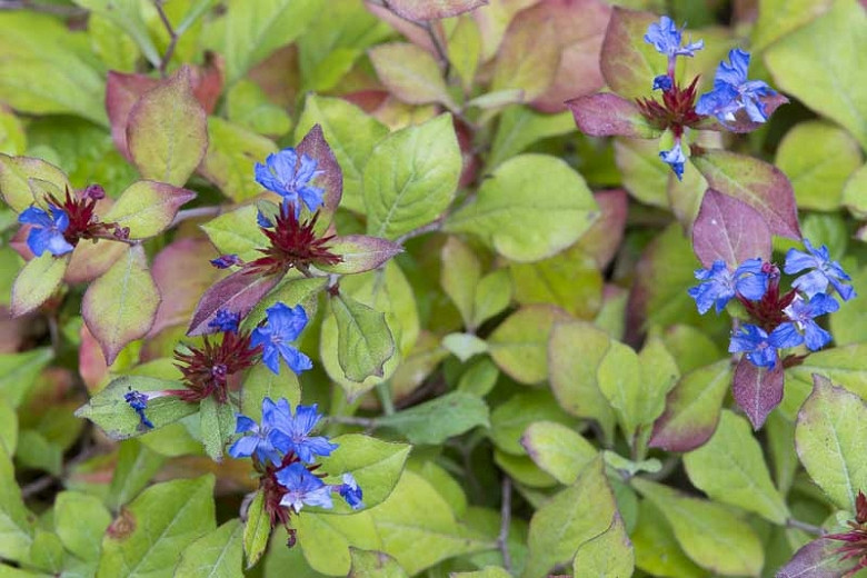 Ceratostigma plumbaginoides (Dwarf Plumbago)