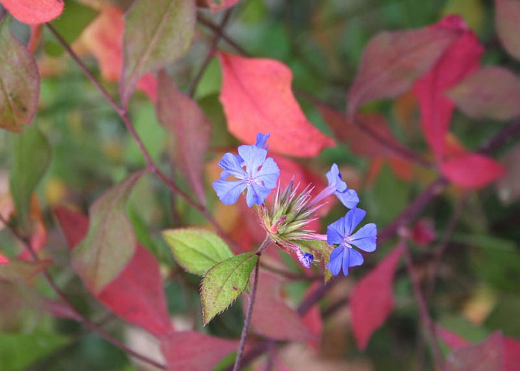 Ceratostigma willmottianum (Chinese Plumbago)