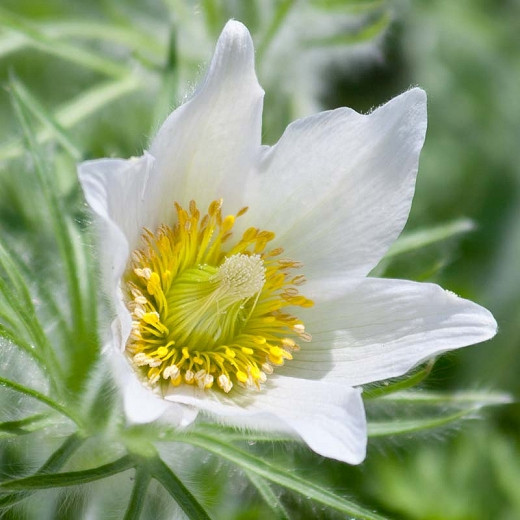 Pulsatilla vulgaris Alba (White Pasque Flower)