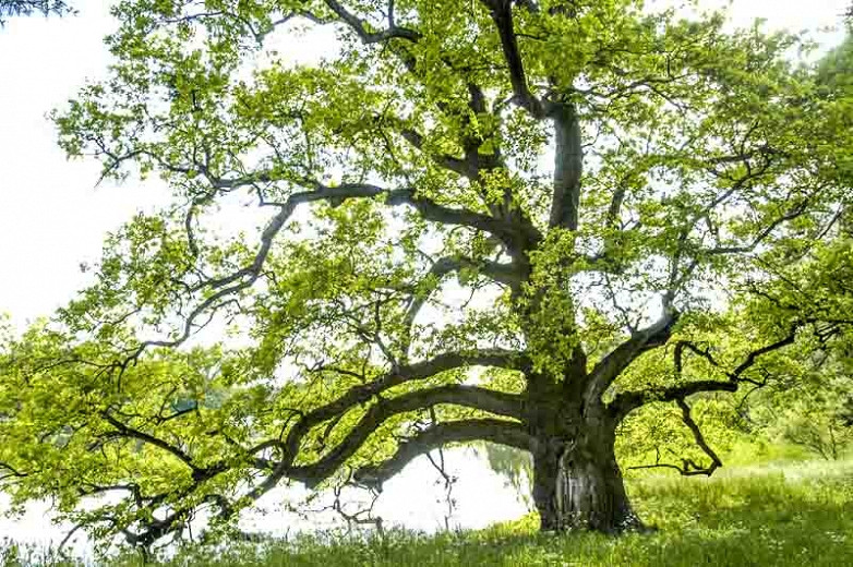 Quercus alba (White Oak)