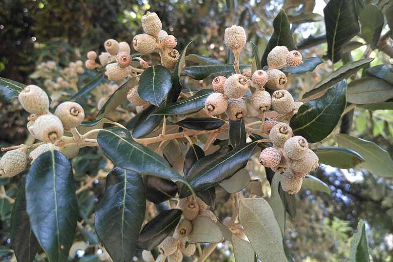 Quercus imbricaria (Shingle Oak)
