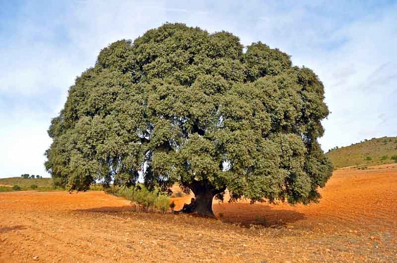 Quercus ilex (Holm Oak)