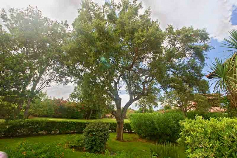 Quercus cerris (Turkey Oak)