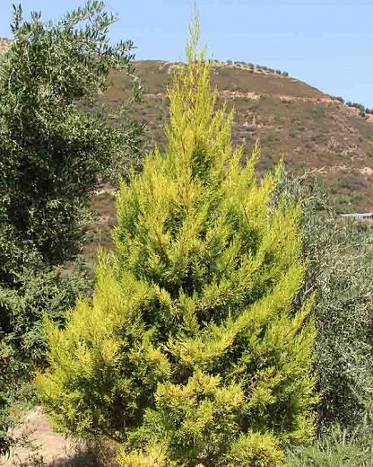 Cupressus macrocarpa Wilma (Monterey Cypress)