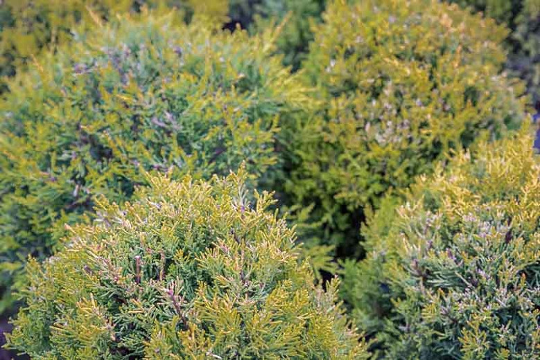 Cupressus macrocarpa Goldcrest (Monterey Cypress)