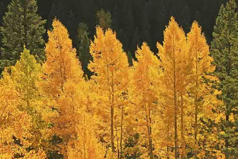 Populus tremuloides (American Aspen)