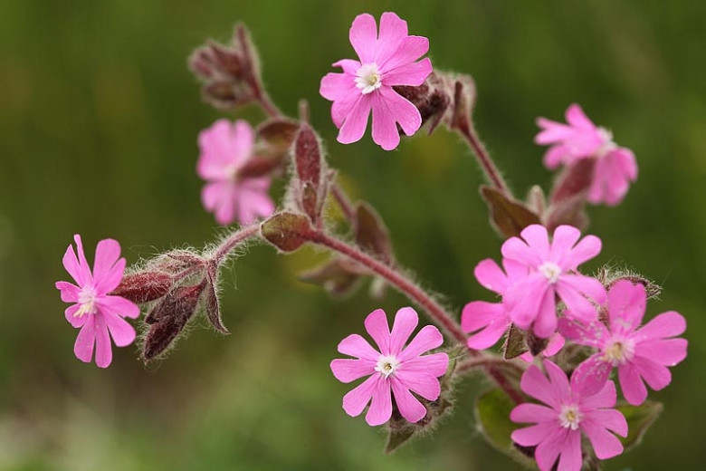 Silene dioica (Red Campion)