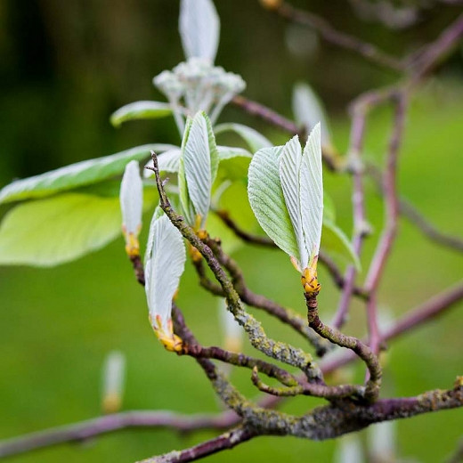 Sorbus aria Lutescens (Whitebeam)
