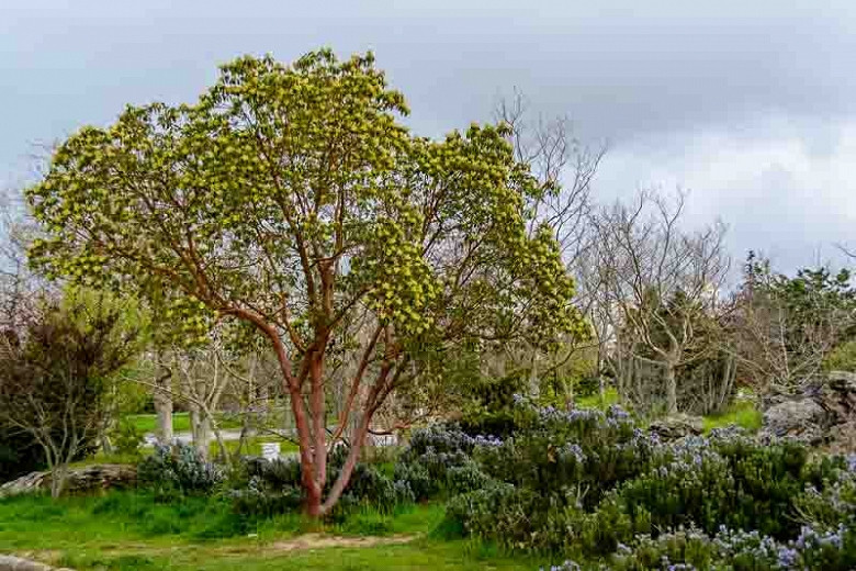 Arbutus andrachne (Greek Strawberry Tree)