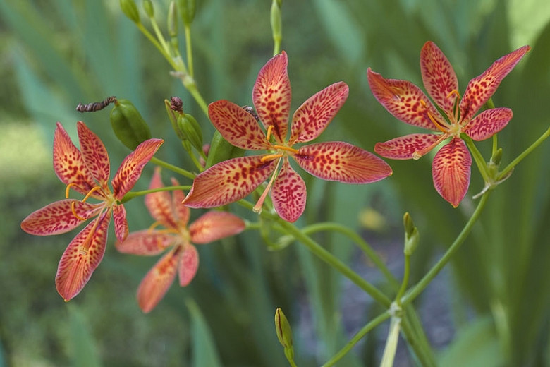 Iris domestica (Blackberry Lily)
