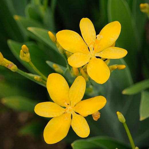 Iris domestica Hello Yellow (Blackberry Lily)