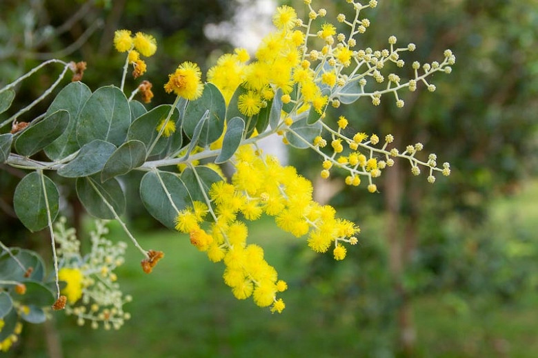 Acacia podalyriifolia (Pearl Acacia)