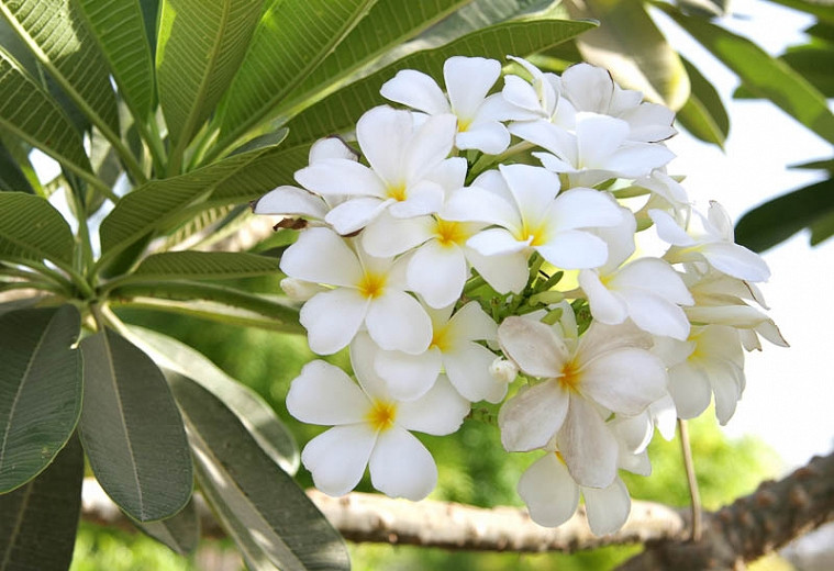 Plumeria alba (West Indian Jasmine)
