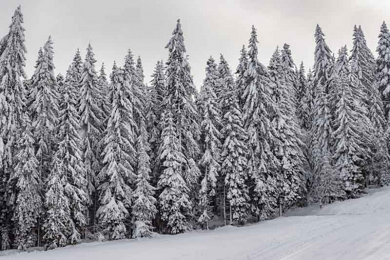 Abies alba (European Silver Fir)