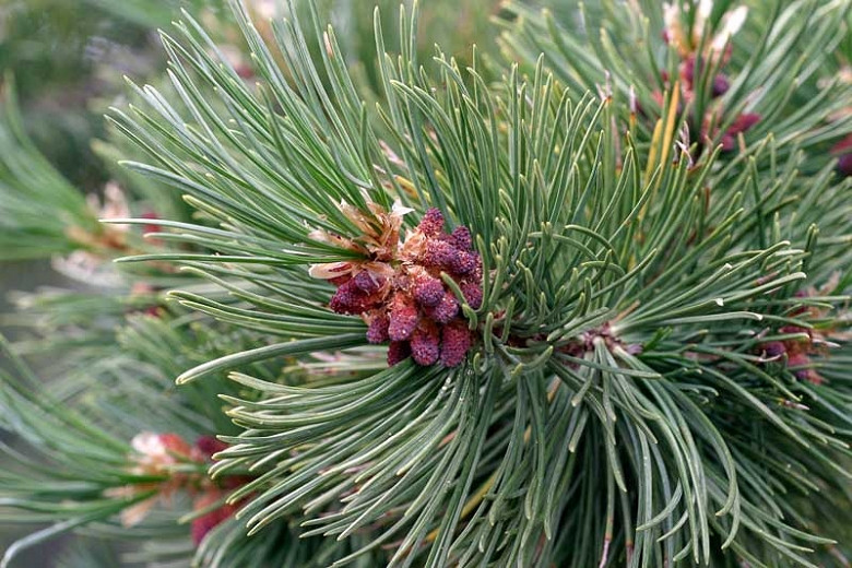 Pinus albicaulis (Whitebark Pine)