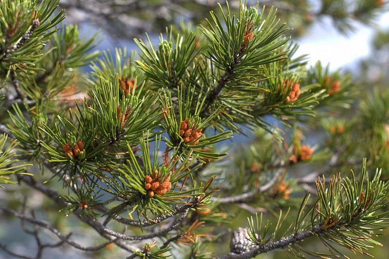 Pinus contorta (Shore Pine)