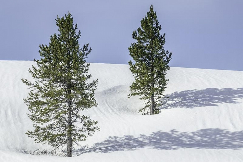 Pinus contorta var. latifolia (Rocky Mountain Lodgepole Pine)