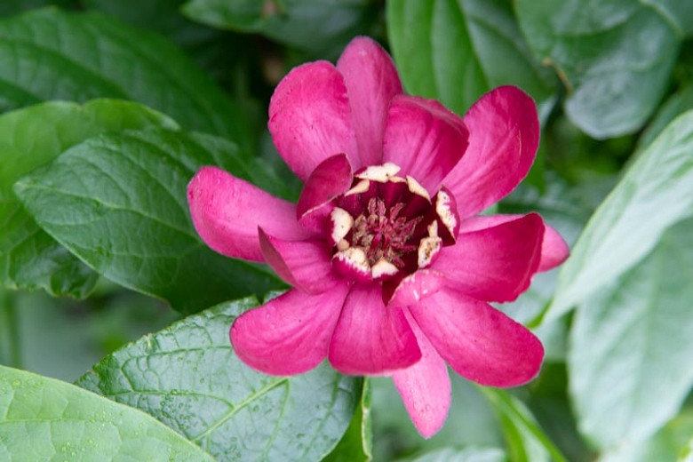 Calycanthus Aphrodite (Sweetshrub)