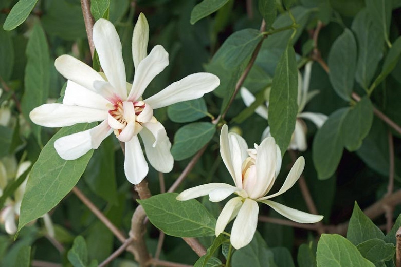 Calycanthus Venus (Sweetshrub)