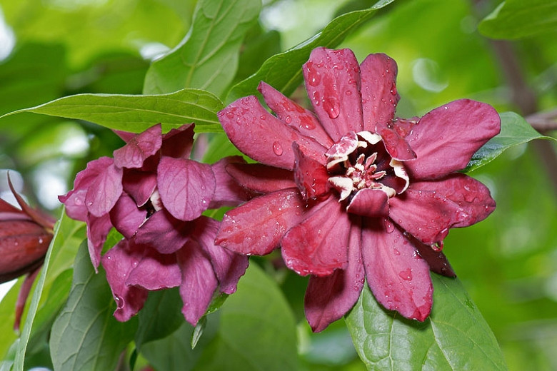 Calycanthus x raulstonii Hartlage Wine (Sweetshrub)