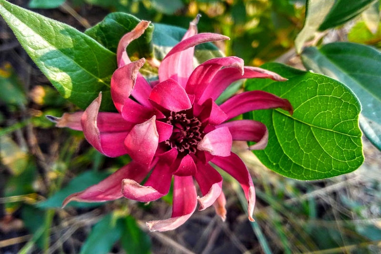 Calycanthus occidentalis (Californian Allspice)