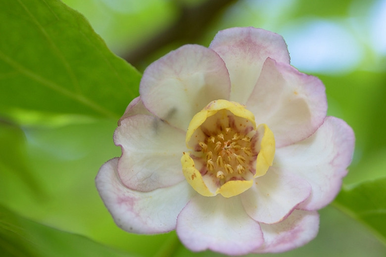 Calycanthus chinensis (Chinese Sweetshrub)