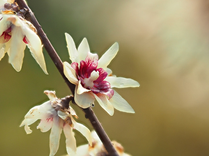 Chimonanthus praecox (Wintersweet)