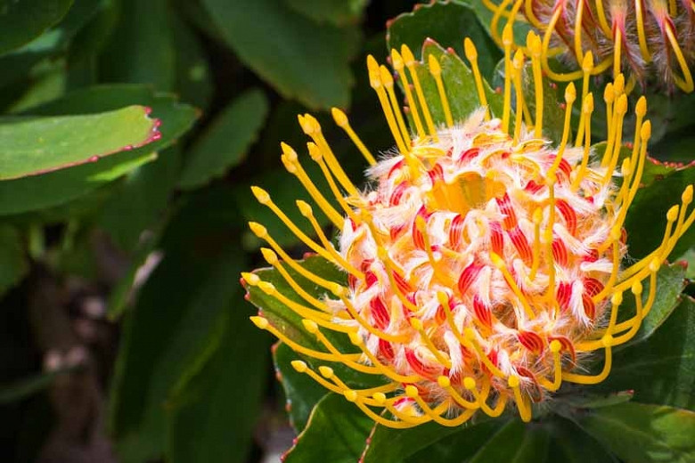 Leucospermum Veldfire (Pincushion)