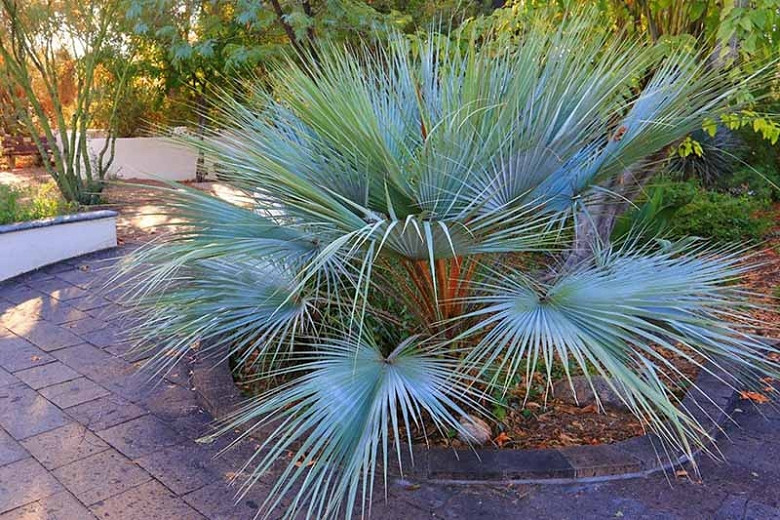 Brahea armata (Mexican Blue Palm)
