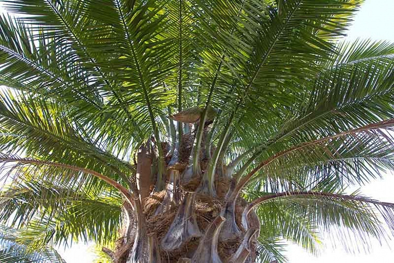 Jubaea chilensis (Chilean Wine Palm)