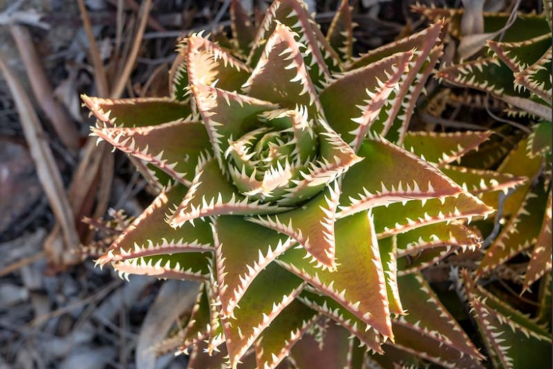 Aloe distans (Jewel Aloe)