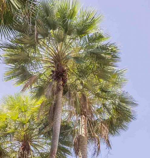 Copernicia alba (Caranday Palm)