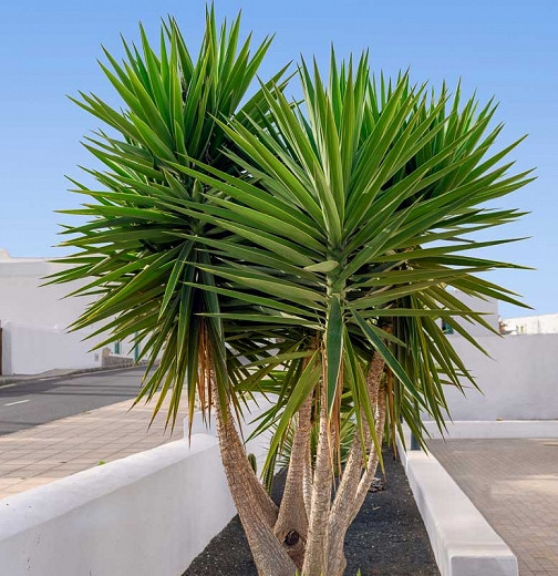 Yucca aloifolia (Spanish Bayonet)