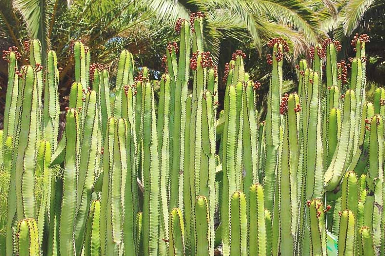 Euphorbia canariensis (Canary Island Spurge)