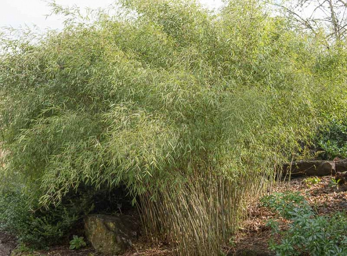 Fargesia nitida (Chinese Fountain Bamboo)