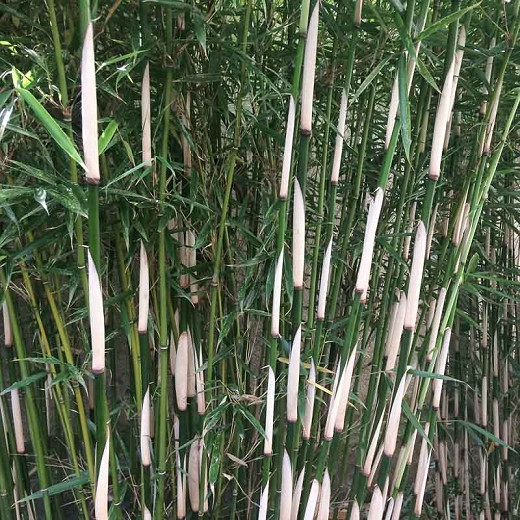 Fargesia robusta Campbell (Bamboo)